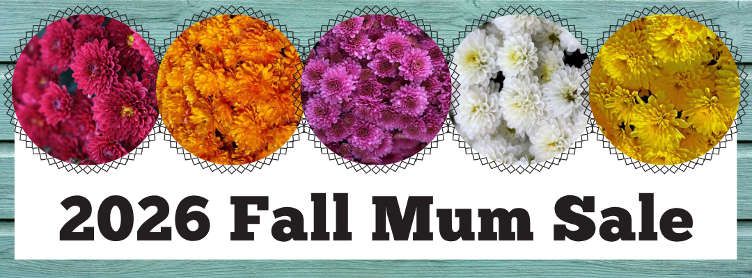 2026 Fall Mum Sale